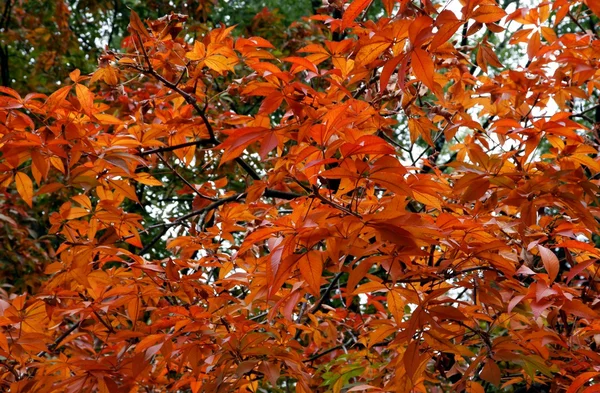 Red leaves of horse chestnut tree at autumn