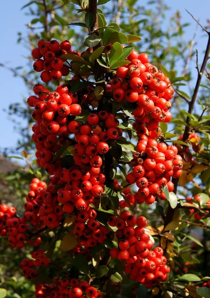 Red berries of ornamental bush in garden