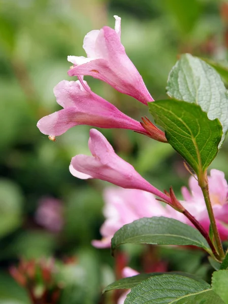 Pink flowers of weigela ornamental shrub