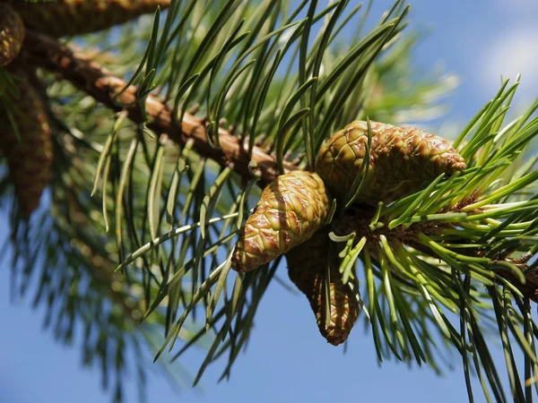 Twig of dwarf mountain pine with cones and green needles