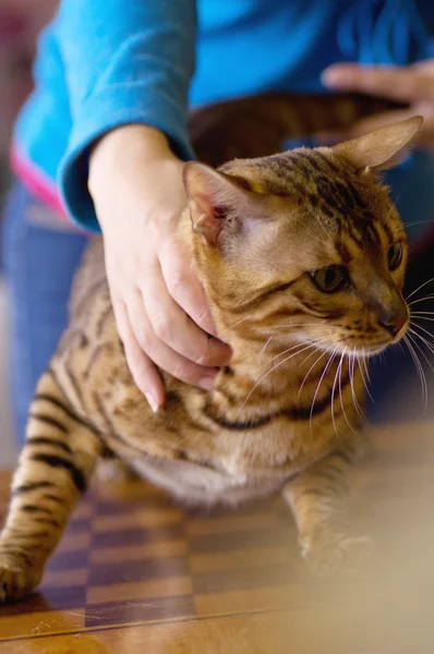 Human hand pets a Scottish-straigh cat