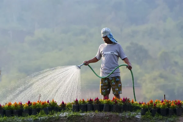 Man uses a garden hose to water flowers