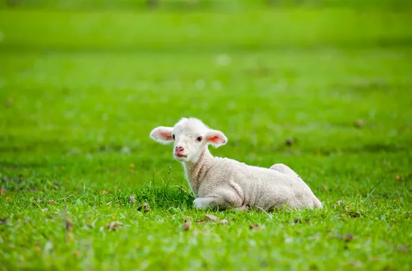 Cute young sheep