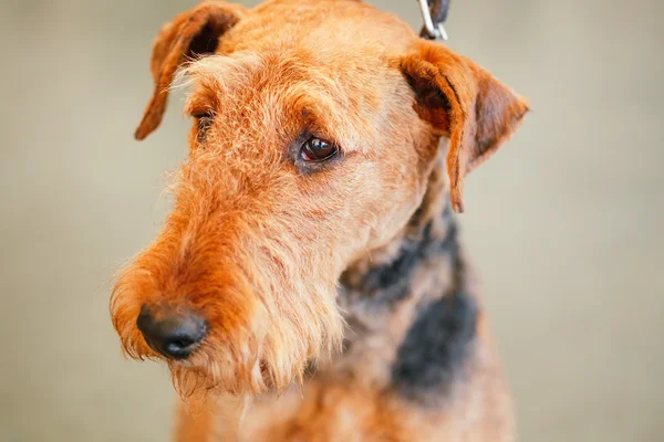 Brown Airedale Terrier dog