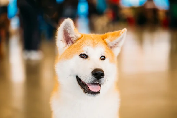 Akita Dog (Akita Inu, Japanese Akita) close up portrait