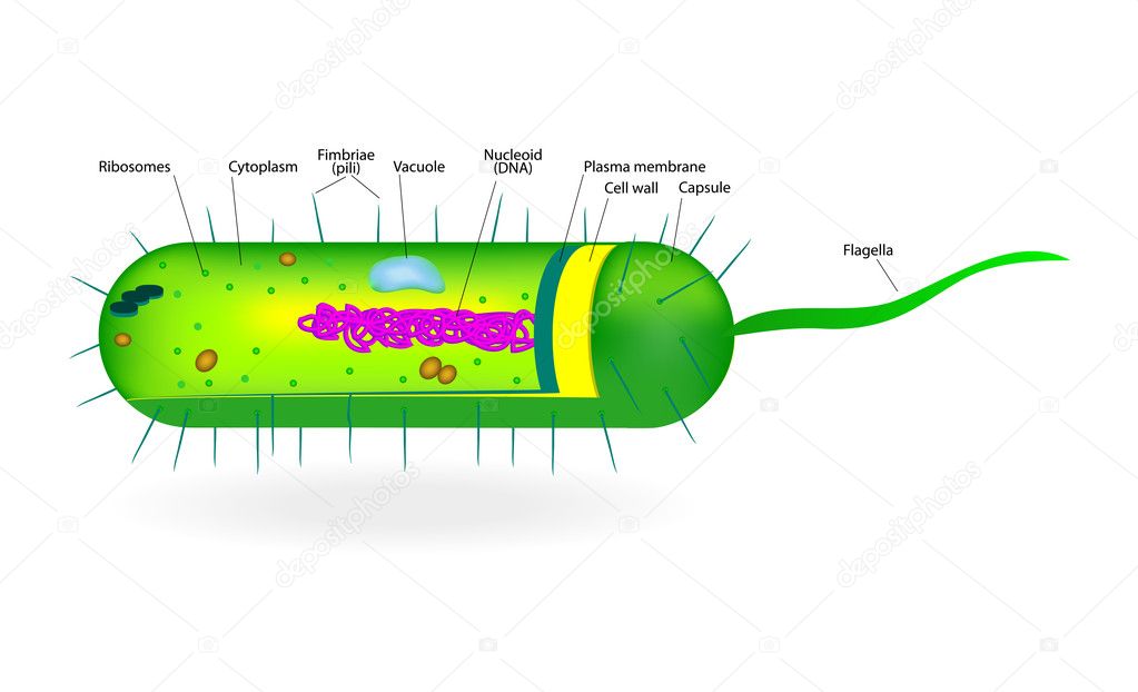 parts of plants essay parts of plants essay
