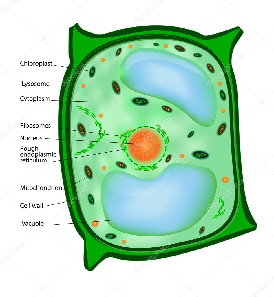 download biological electron microscopy theory techniques