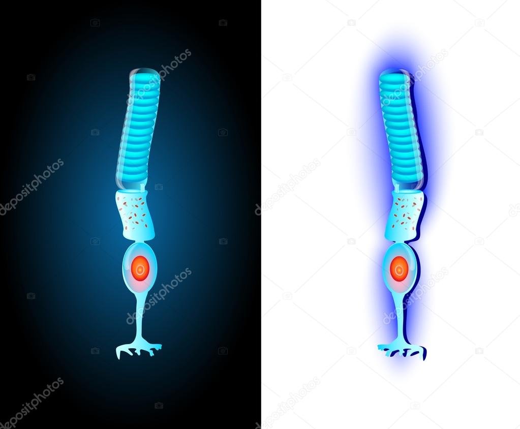 The Rod cell. Model Photoreceptor. Vector — Stock Vector © edesignua