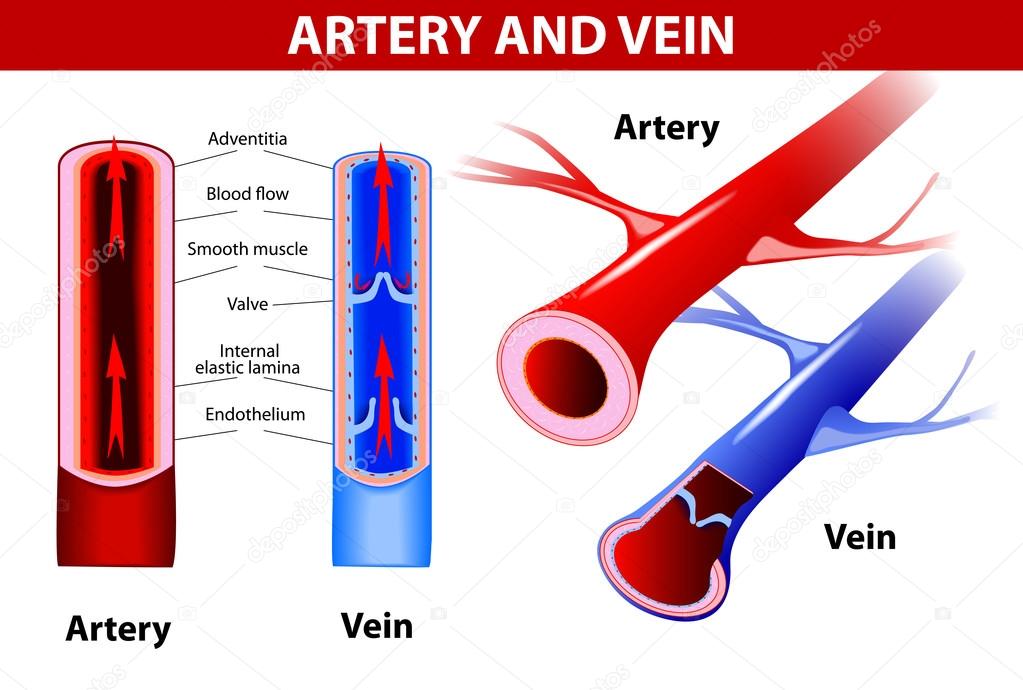 Aufbau Der Arterien Und Venen Arterie und Vene. Vektor — Stockvektor © edesignua #24371739