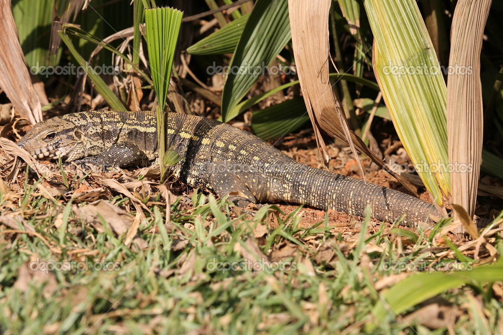Tegu lizard in its natural habitat — Stock Photo © joelfotos 12448913