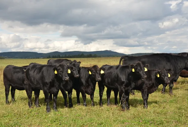 A herd of black cows Aberdeen-Angus