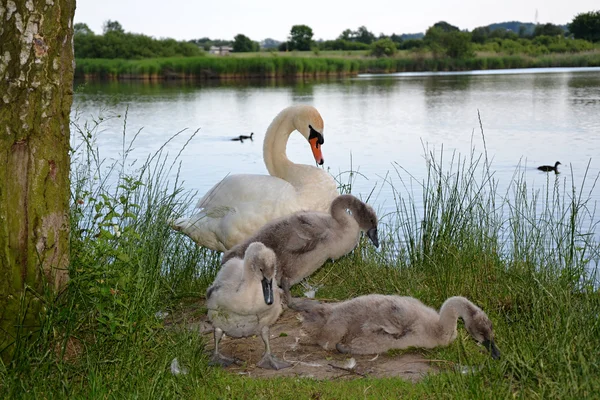 White mute Swan with babies