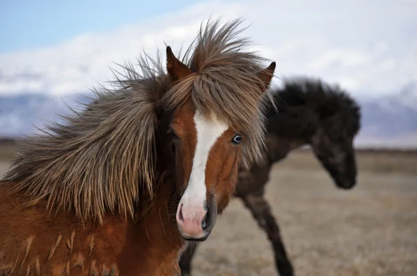 Icelandic horse strong hardy animal
