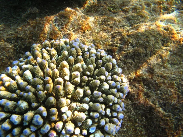 Hard sea corals marine life in Indian ocean Maledives