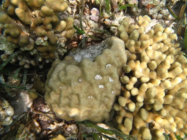 Hard sea corals marine life in Indian ocean Maledives