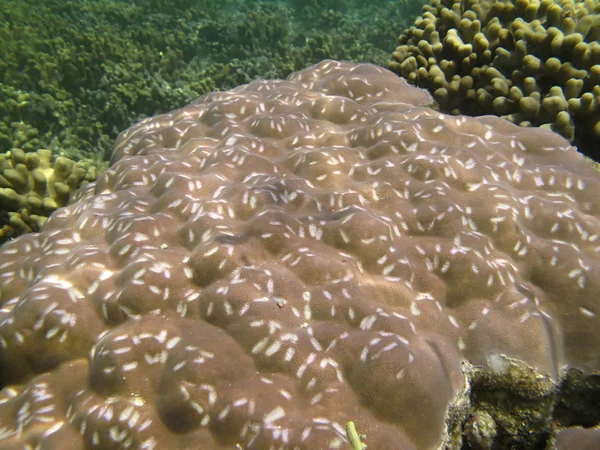 Hard sea corals marine life in Indian ocean Maledives