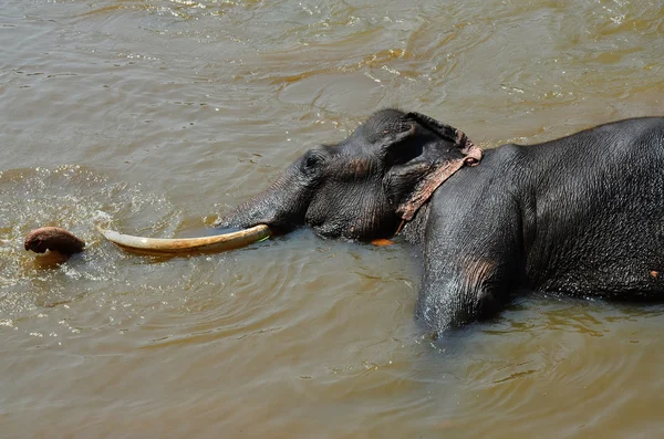 Big and black Elephant bathing in the river Ma Oya in Sri Lanka Pinnawala