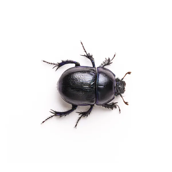 Dung beetle scarab beetle lucky black beetle insect pest control pests woodbeetle
