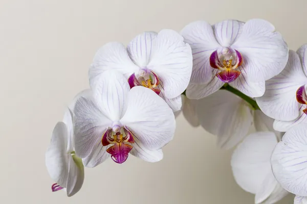Pink orchid flower spa white flora flower gift cosmetics room decoration flower valentine