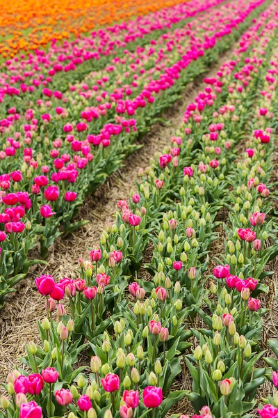 Tulip field bud holland flower valentine flower gardening love east europe mothers