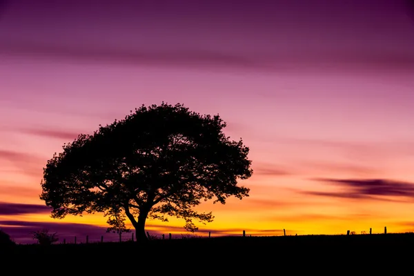 Oak tree silhouette old sunset shadow sky clouds eifel national park landscape