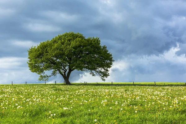 Oak tree old eifel clouds hiking national park nrw landscape foliage