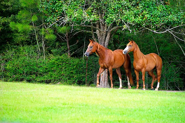 Thoroughbred Pair in Meadow