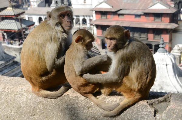 Nepal, Kathmandu, Monkey on a background of the temple complex of Pashupatinath