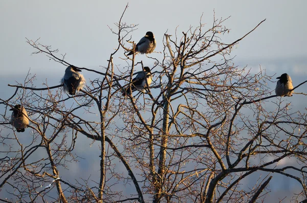 Crows sit on the crown of the tree without leaves