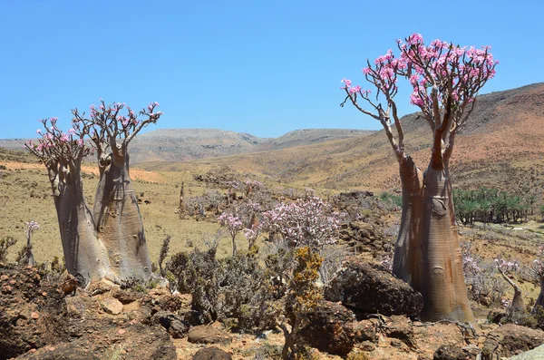 Yemen, Socotra Island,  Bottle trees (desert rose - adenium obesum) on the plateau of Mumi