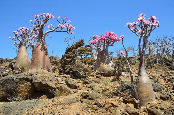 Bottle tree (desert rose - adenium obesum) on the island of Socotra, Mumi hill