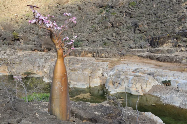 Yemen, Socotra, bottle tree (desert rose - adenium obesum) in Gorge Kalesan