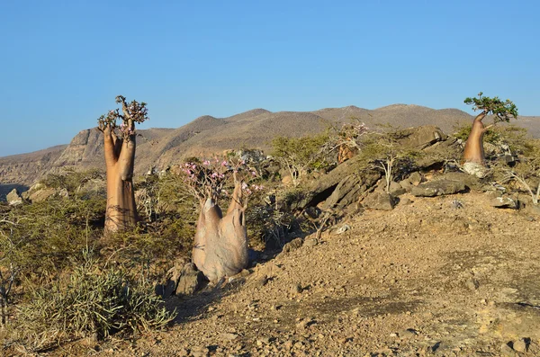 Yemen, Socotra, bottle trees (desert rose - adenium obesum) on the plateau above the Gorge Kalesan