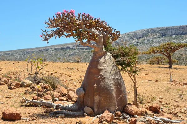 Yemen, Socotra, bottle tree (desert rose - adenium obesum) and ladan trees on the plateau Homhil