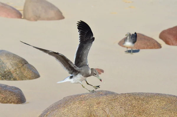 Seagull on the bank of Arabian sea