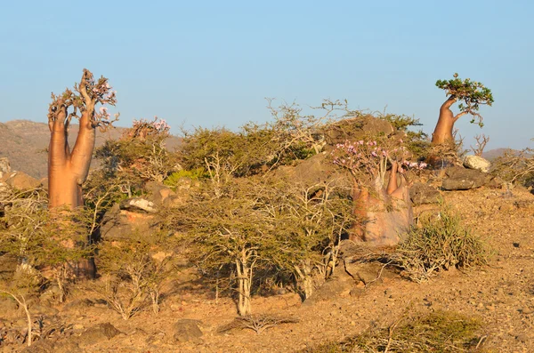 Yemen, Socotra, bottle trees  (desert rose - adenium obesum) on the plateau above the Gorge Kalesan