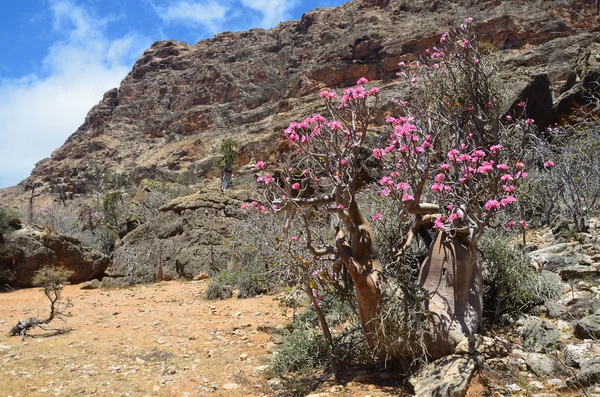 Yemen, Socotra, Bottle tree (desert rose - adenium obesum)