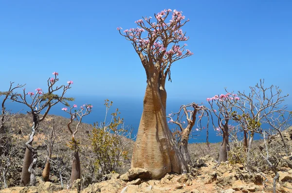 Bottle tree  (desert rose - adenium obesum), Socotra
