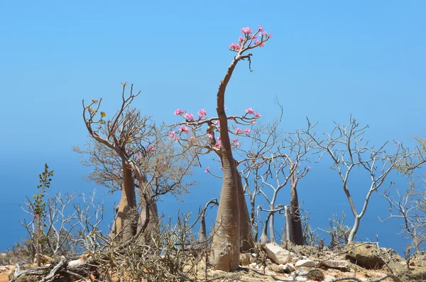 Bottle tree  (desert rose - adenium obesum), Socotra