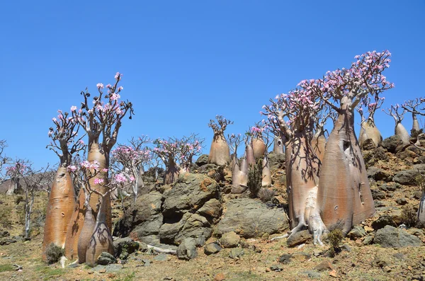 Yemen, Socotra, bottle tree  (desert rose - adenium obesum) on the plateau Mumi