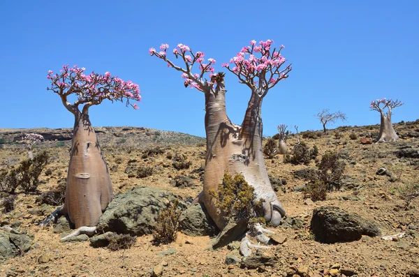 Yemen, Socotra, bottle tree (desert rose - adenium obesum) on the plateau Mumi