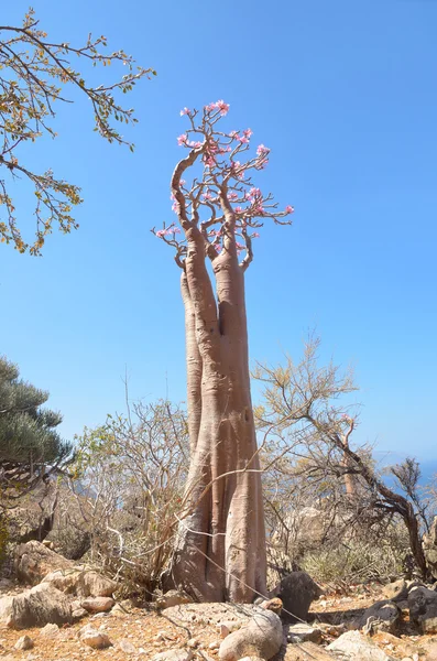 Yemen, Socotra, bottle tree (desert rose - adenium obesum)