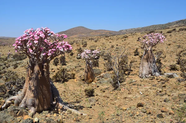 Yemen, Socotra, bottle tree (desert rose - adenium obesum) on the plateau Mumi