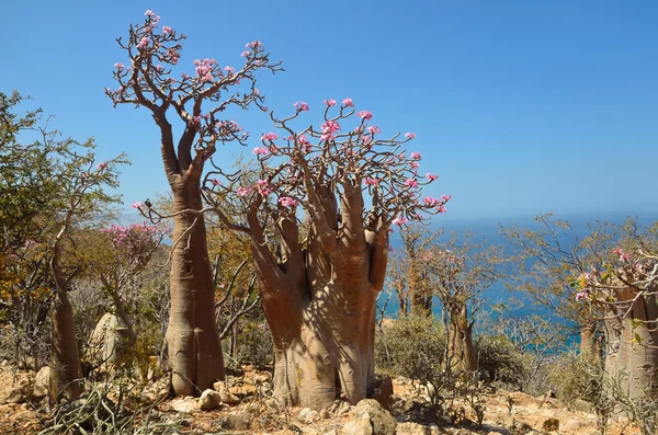 Yemen, Socotra, bottle trees (desert rose - adenium obesum)
