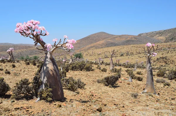 Yemen, Socotra, bottle trees (desert rose - adenium obesum) on Mumi plateau