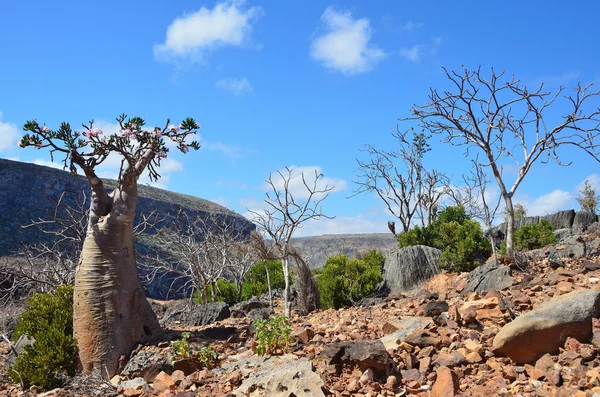 Yemen, Socotra, bottle trees (desert rose - adenium obesum) in Kalesam Gorge