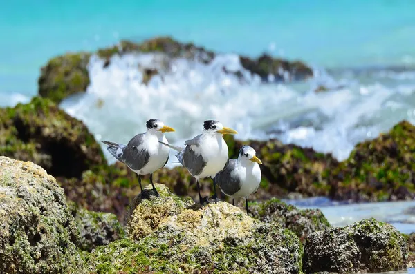 Great Crested Terns sit on the rock in Arabian sea