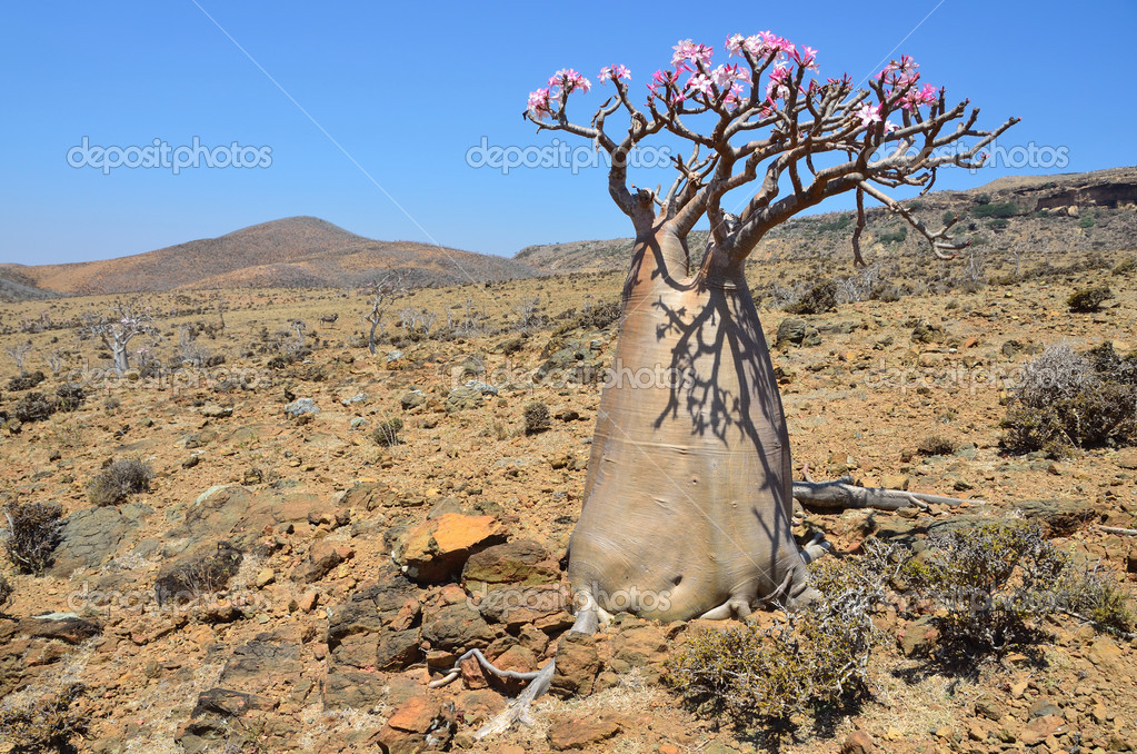 Rosa Yemen - Rosa Yemen Rosa Yemen - Rosa Yemen