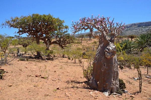 Yemen, Socotra, ladan and bottle trees (desert rose - adenium obesum) on Homhil plateau