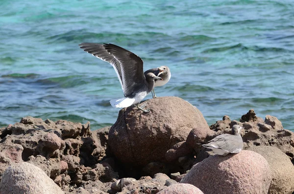 Grey seagulls on the rocks on the bank of Arabian sea